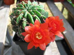 Echinopsis resmi