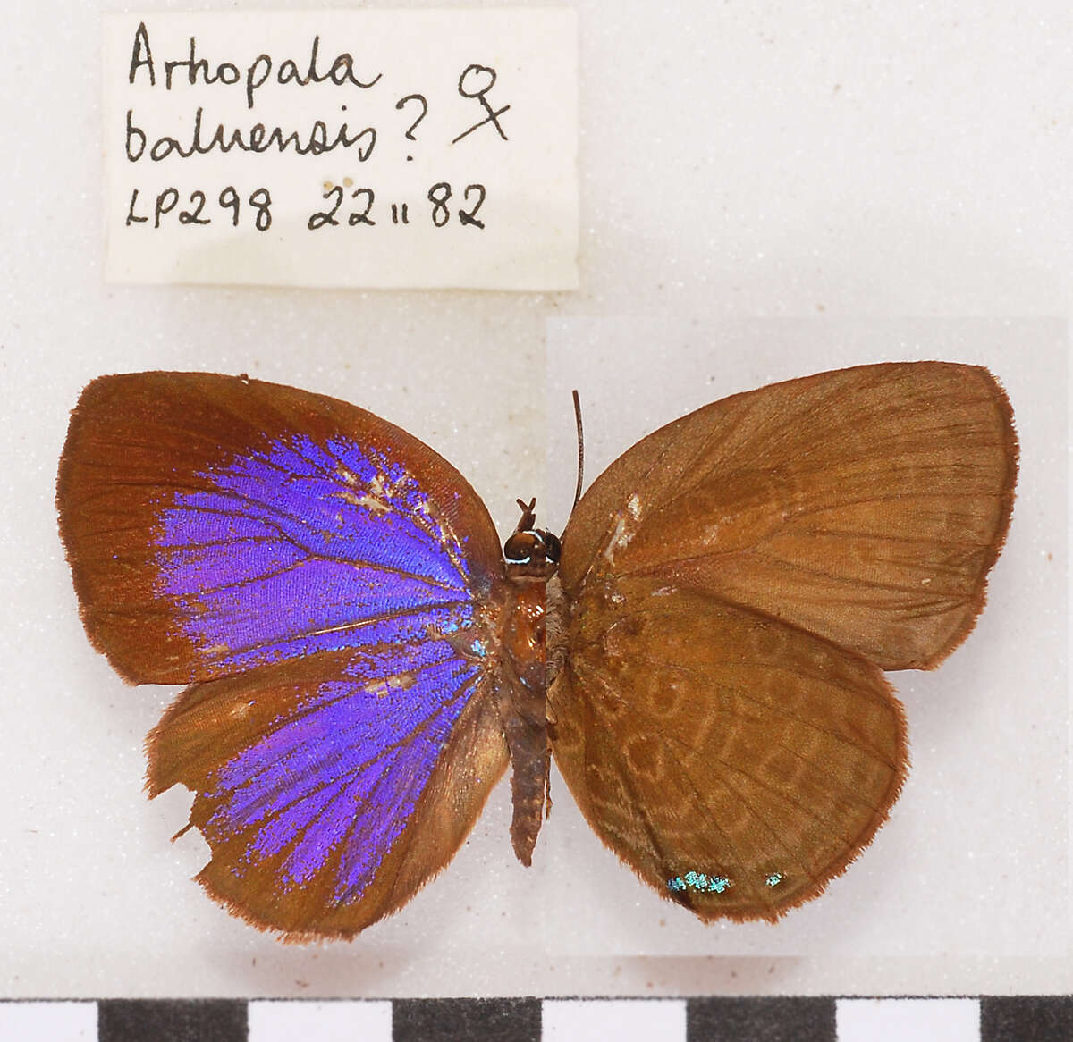 Image de Arhopala baluensis Bethune-Baker 1904