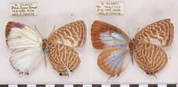 Image of Arhopala argentea Staudinger (1888)