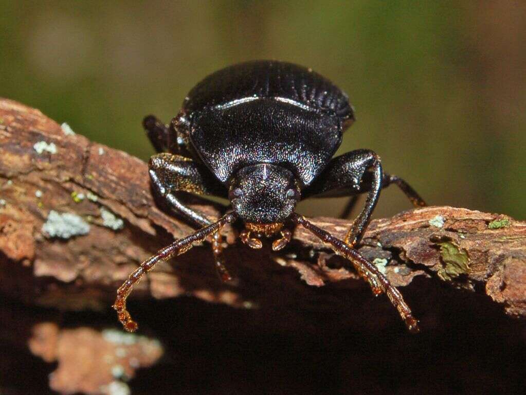 Image of Accanthopus velikensis