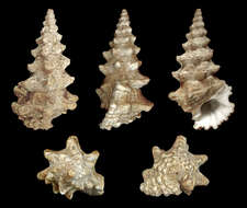 Слика од Cerithium nodulosum Bruguière 1792