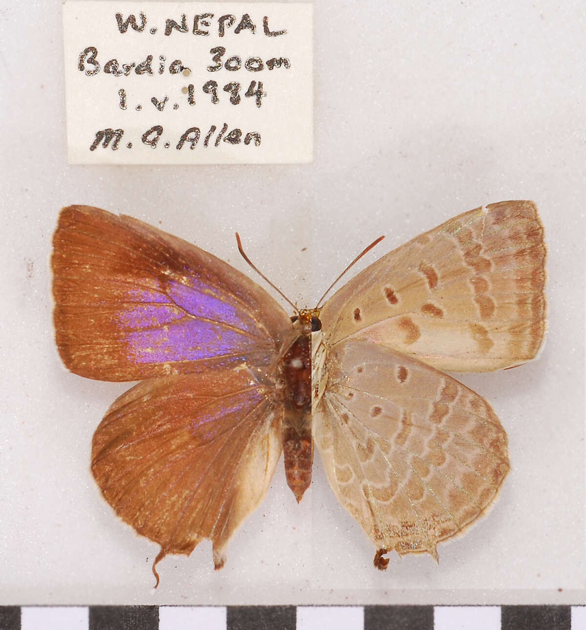 Plancia ëd Arhopala oenea (Hewitson 1869)