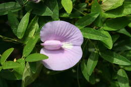 Image of spurred butterfly pea