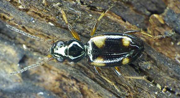 Image of Bembidion (Bembidion) quadrimaculatum (Linnaeus 1760)