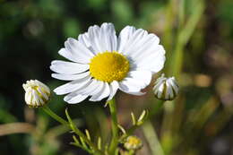 Image of scentless false mayweed