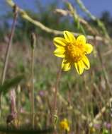 Lasthenia coronaria (Nutt.) Ornduff resmi