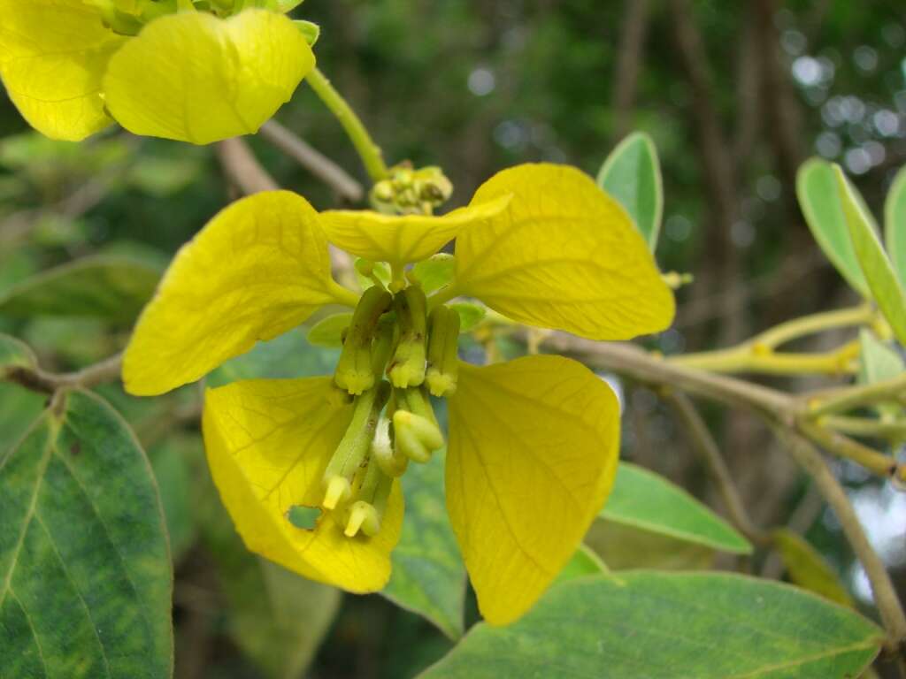 Senna macranthera (Collad.) H. S. Irwin & Barneby resmi