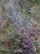 Image of creeping willow