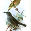 Image of Ursula's Sunbird