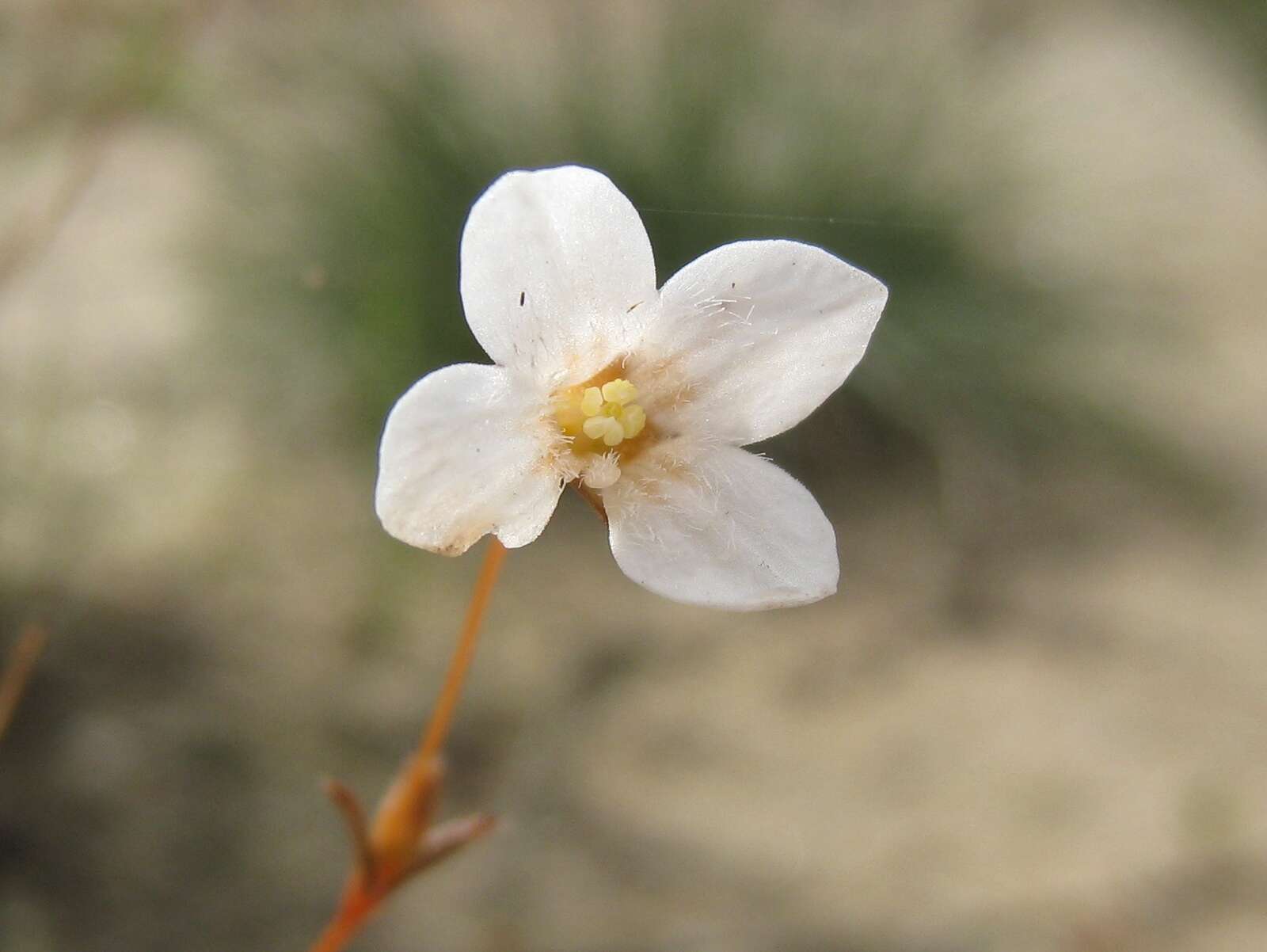 Plancia ëd Mitrasacme polymorpha R. Br.