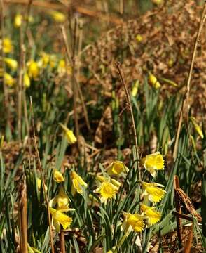 Image of daffodil