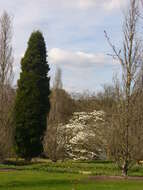 Image of Cupressus × leylandii