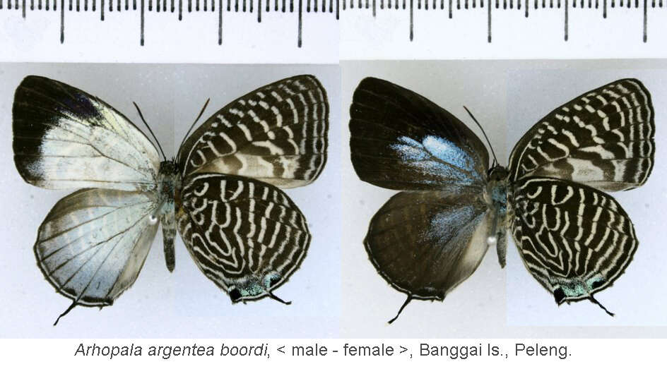 Image of Arhopala argentea Staudinger (1888)