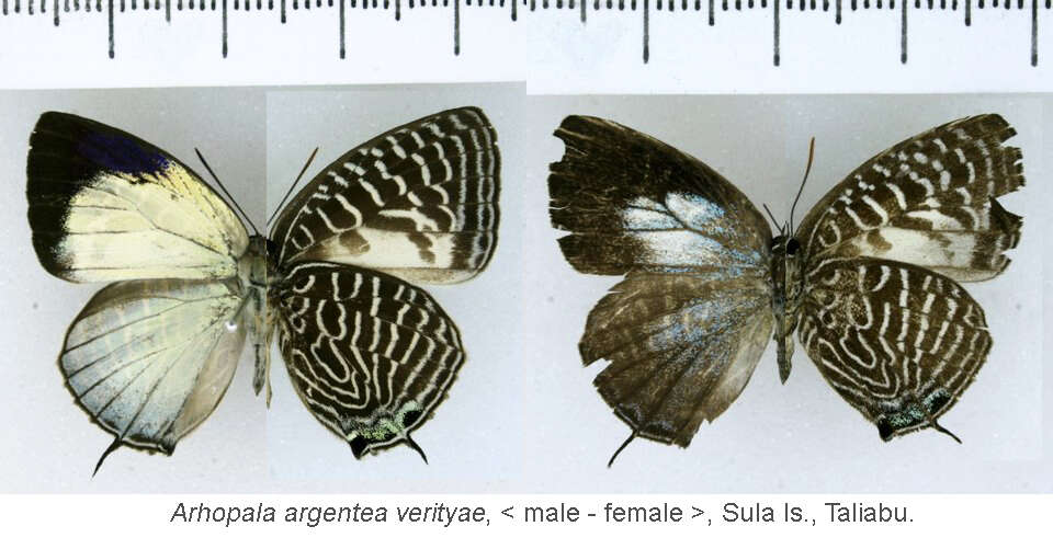 Image of Arhopala argentea Staudinger (1888)