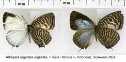 Image of Arhopala argentea Staudinger (1888)