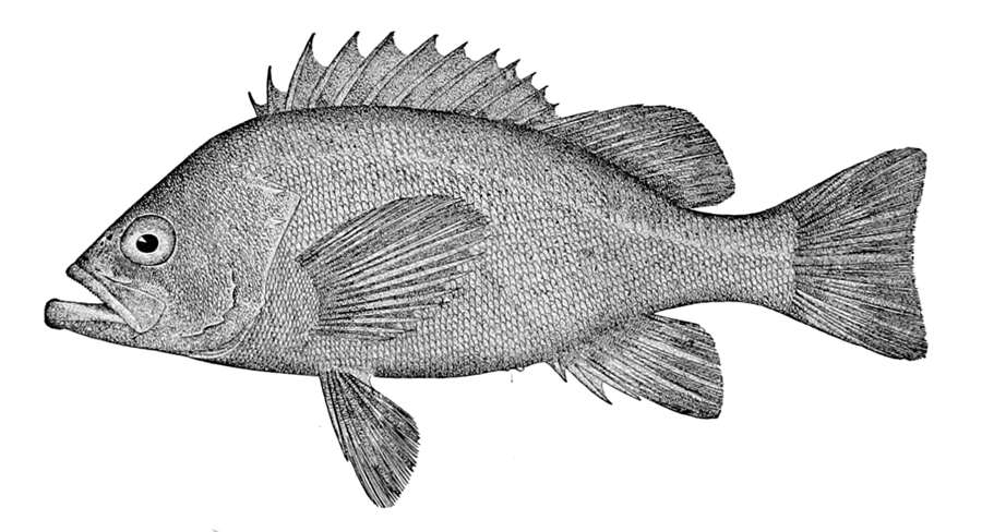 Image of Black rockfish