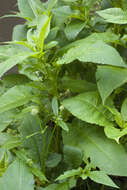 Image of small teasel