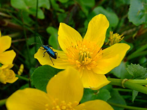 Image of Plateumaris sericea