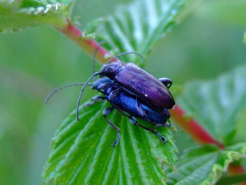 Image of Plateumaris sericea