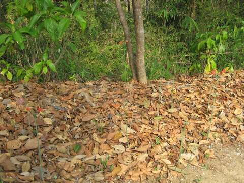 Image of Eucrosia bicolor Ker Gawl.