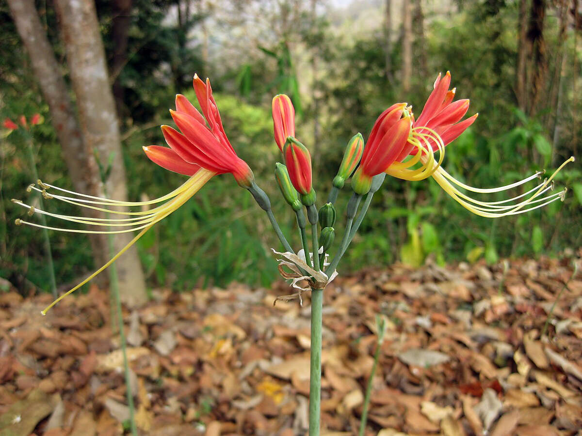 Image of Eucrosia bicolor Ker Gawl.