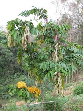 Слика од Saraca thaipingensis Prain