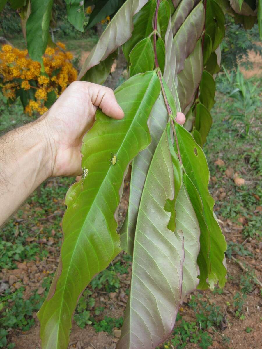 Слика од Saraca thaipingensis Prain