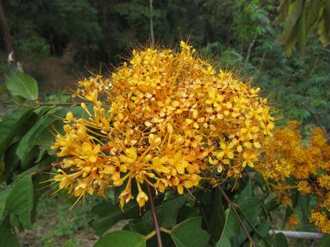 Слика од Saraca thaipingensis Prain