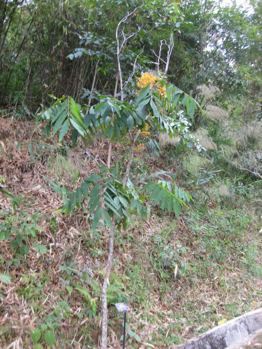 Слика од Saraca thaipingensis Prain