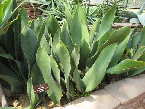 Image of Sansevieria masoniana Chahin.