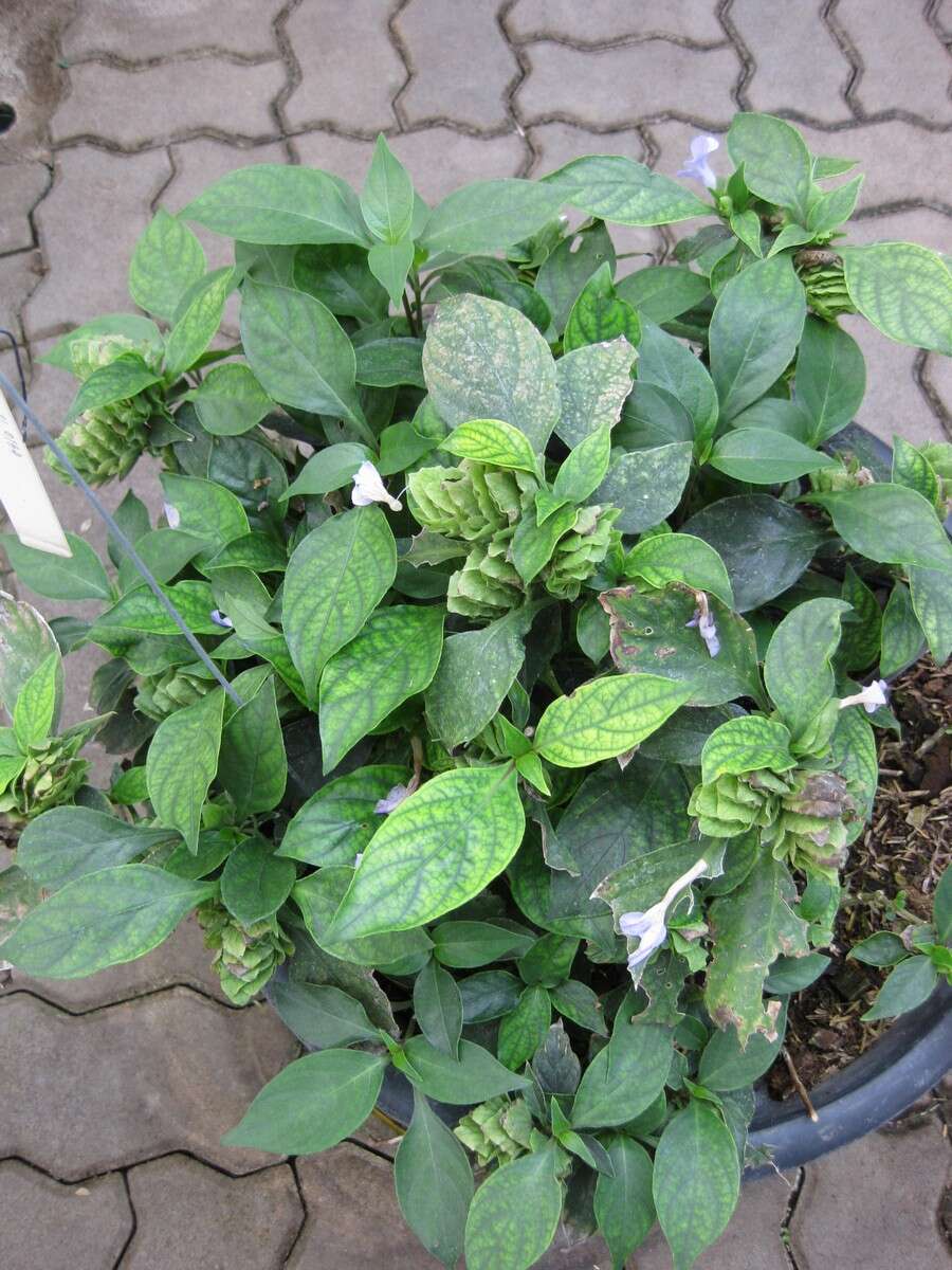 Imagem de Barleria strigosa Willd.