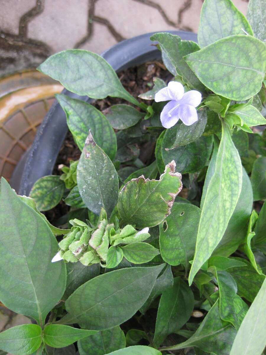 صورة Barleria strigosa Willd.