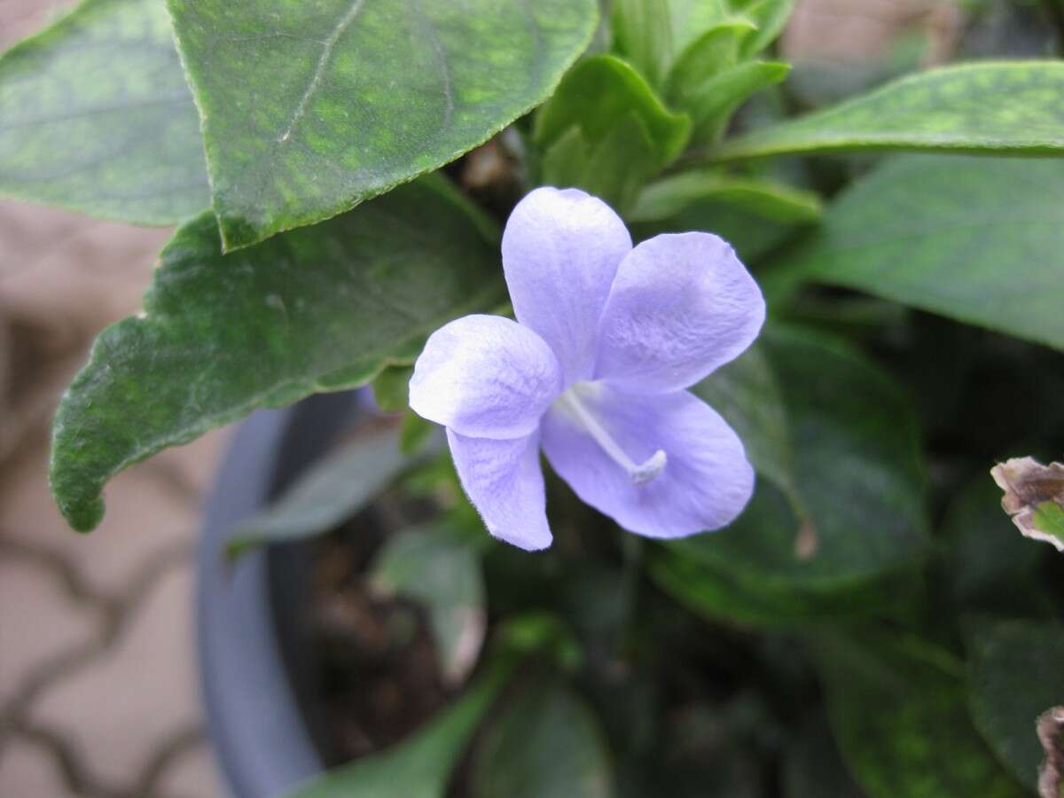 Imagem de Barleria strigosa Willd.