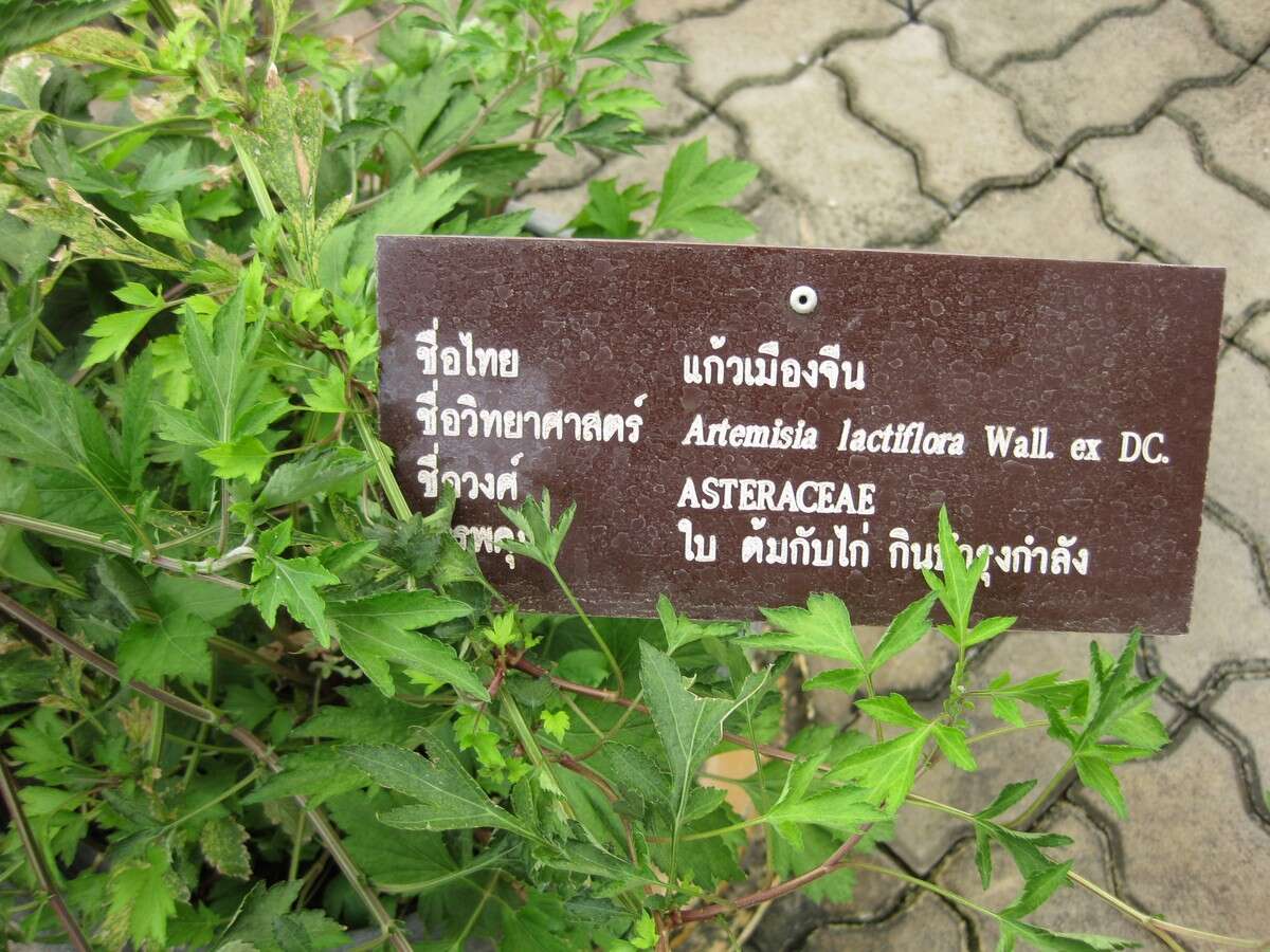 Image of Artemisia lactiflora Wall. ex DC.