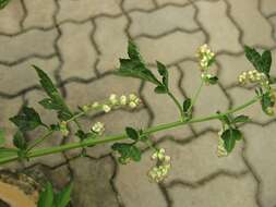 Image of Artemisia lactiflora Wall. ex DC.