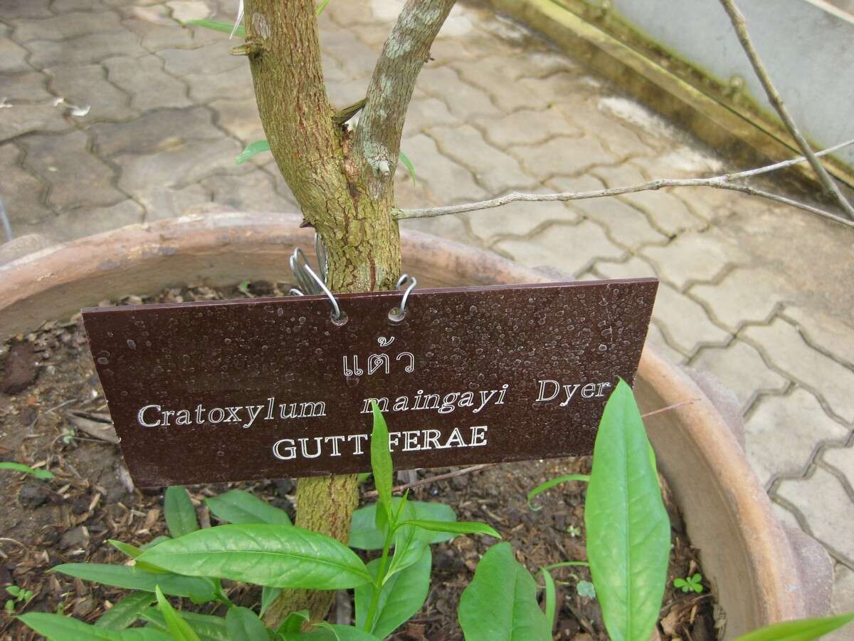 Imagem de Cratoxylum maingayi Dyer