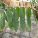 Cryptocarya laotica (Gagnep.) Kosterm. resmi