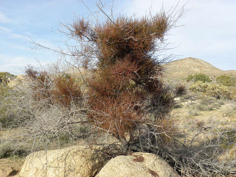 Image of mesquite mistletoe