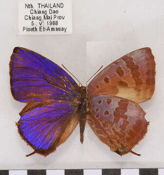 Image of Arhopala agaba (Hewitson 1862)