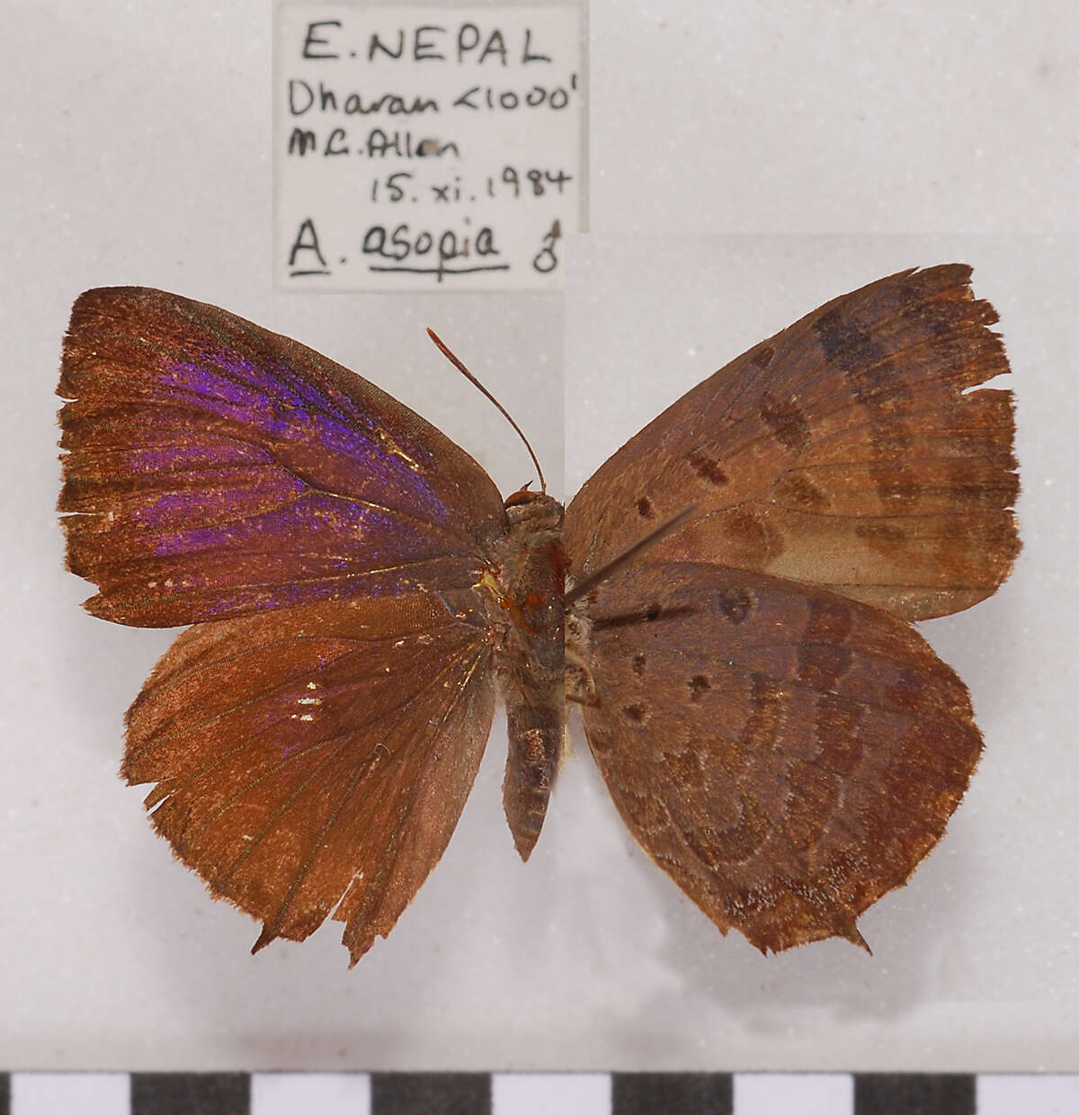 Plancia ëd Arhopala asopia (Hewitson (1869))