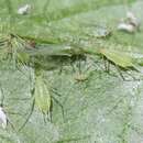 صورة Macrosiphum (Macrosiphum) euphorbiae (Thomas & C. 1878)