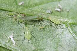 Imagem de Macrosiphum (Macrosiphum) euphorbiae (Thomas & C. 1878)