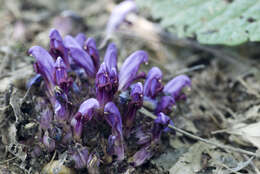 Image of Lathraea clandestina L.