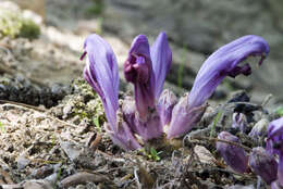 Image of Lathraea clandestina L.