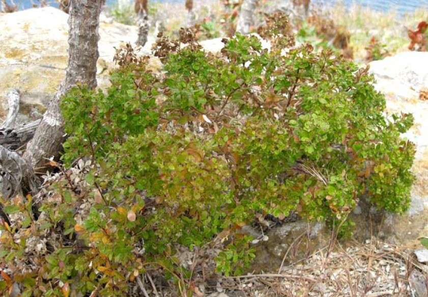 Plancia ëd Galium buxifolium Greene