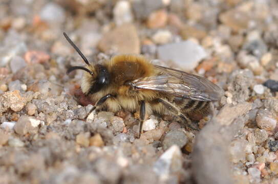 Colletes cunicularius (Linnaeus 1761) resmi