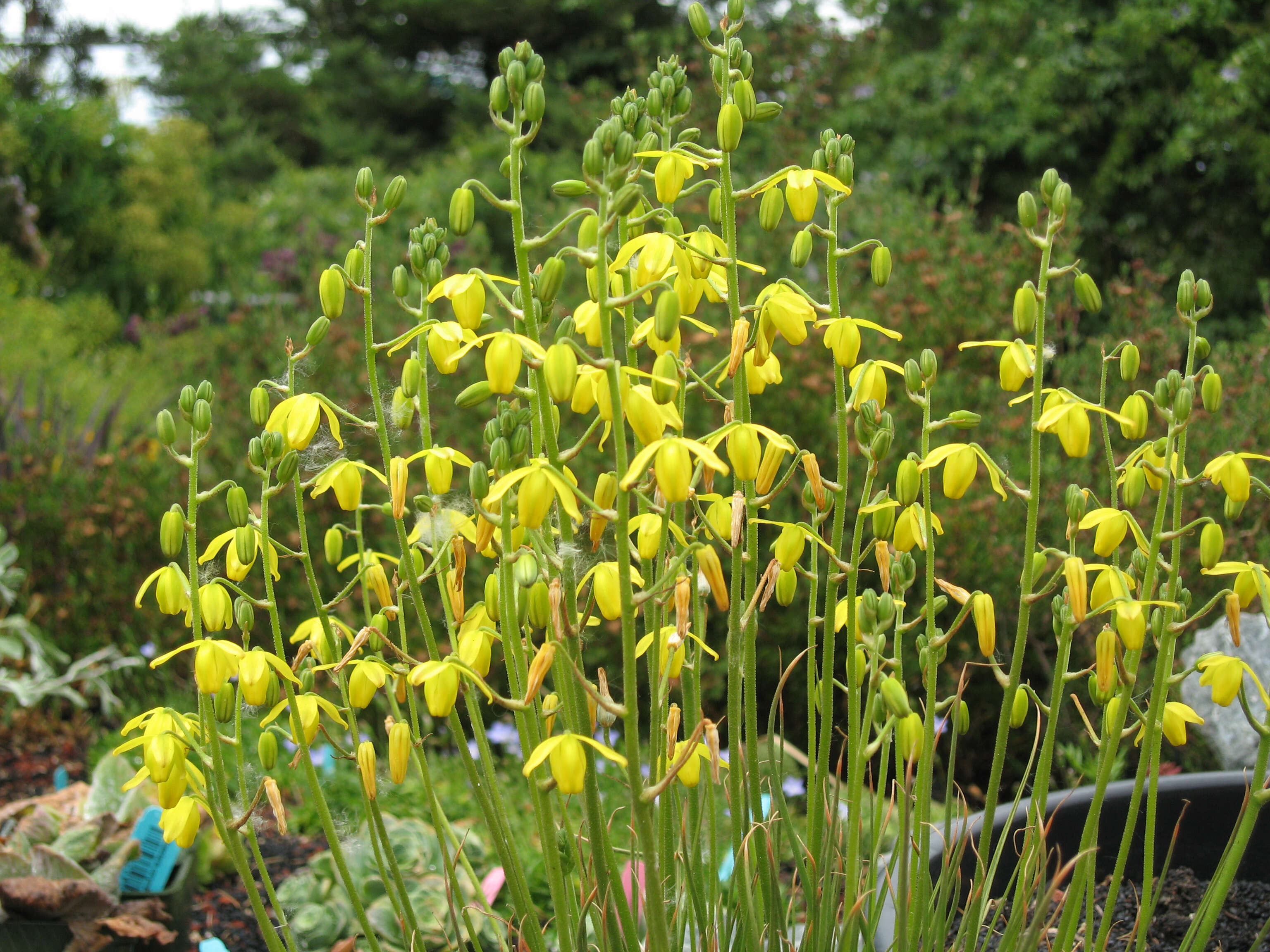 Image of Albuca shawii Baker