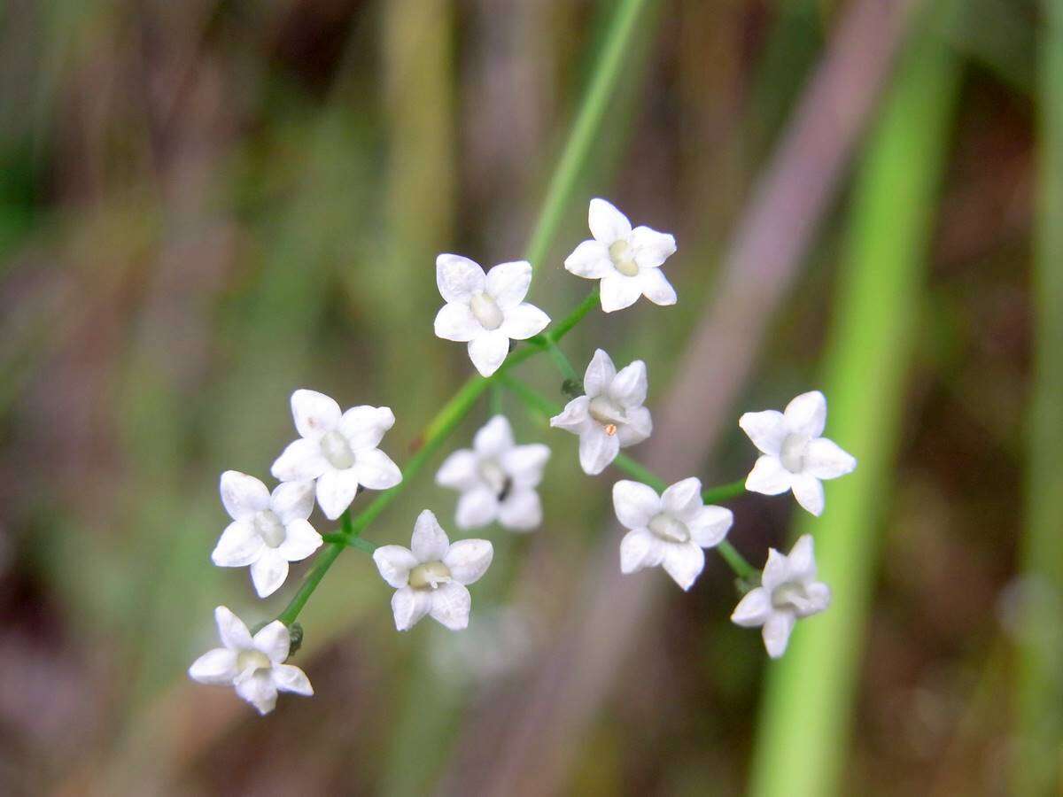 Imagem de Platysace linearifolia (Cav.) C. Norman