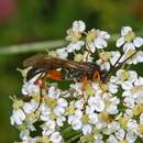 Plancia ëd Virgichneumon maculicauda (Perkins 1953)