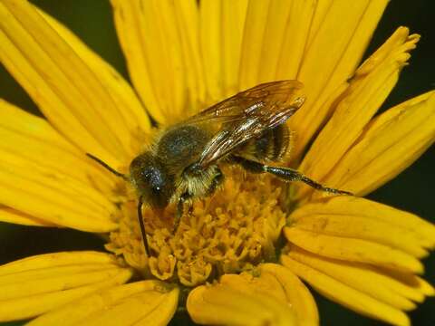 Image of Osmia latreillei (Spinola 1806)